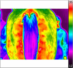 Thermografische Aufnahmen eines Pferdes